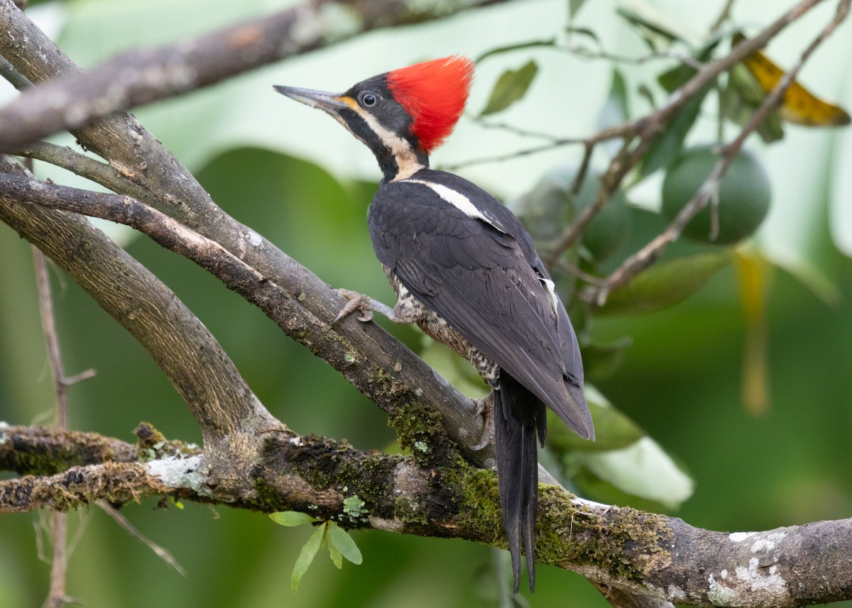 Lineated Woodpecker (Lineated) - Silvia Faustino Linhares