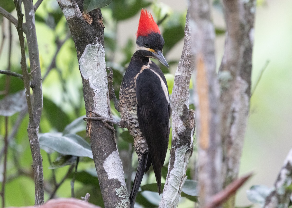 Lineated Woodpecker (Lineated) - Silvia Faustino Linhares