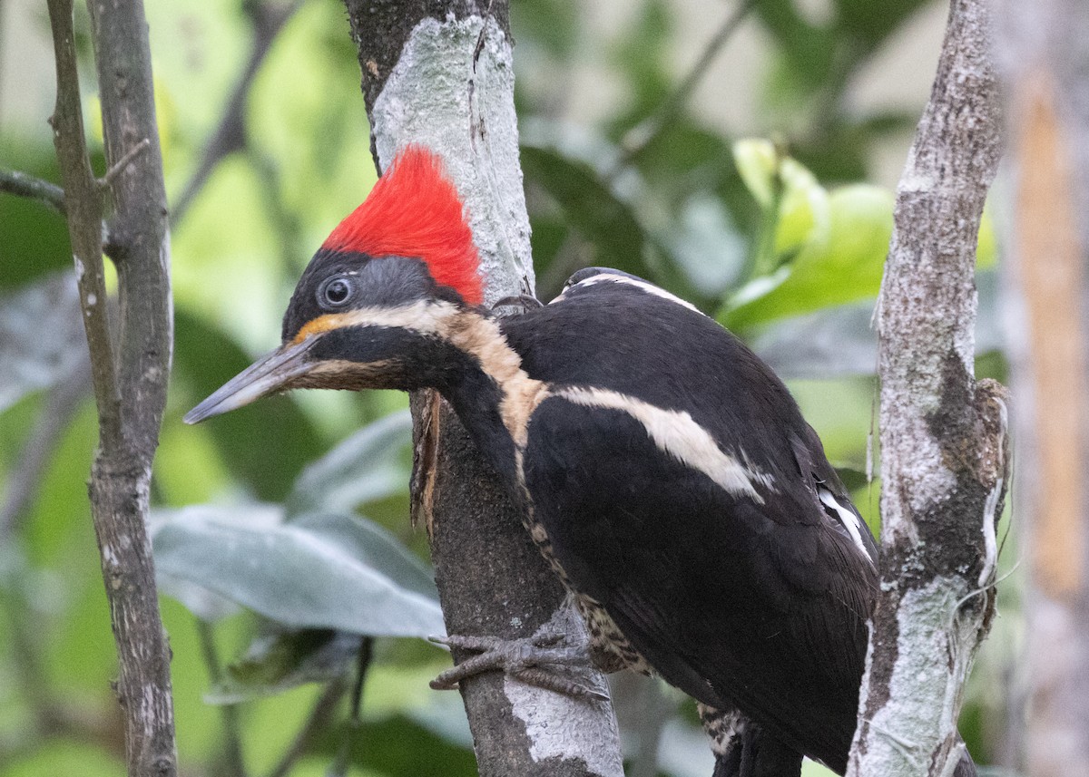 Lineated Woodpecker (Lineated) - Silvia Faustino Linhares