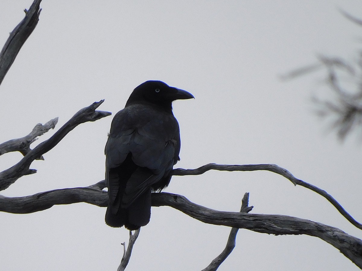 Corbeau de Tasmanie - ML613295490