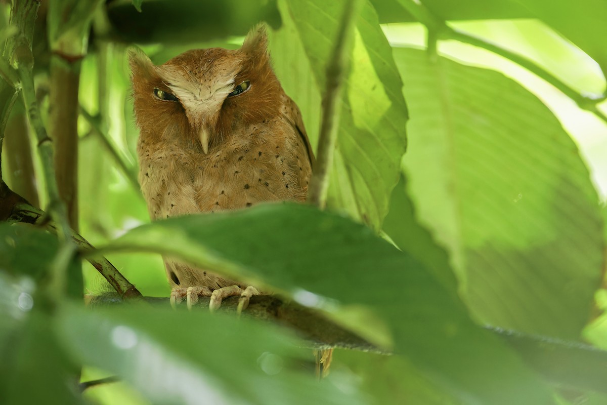 Serendib Scops-Owl - ML613295558