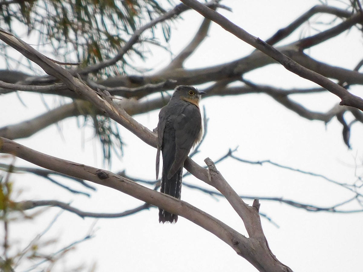 Fan-tailed Cuckoo - ML613295600