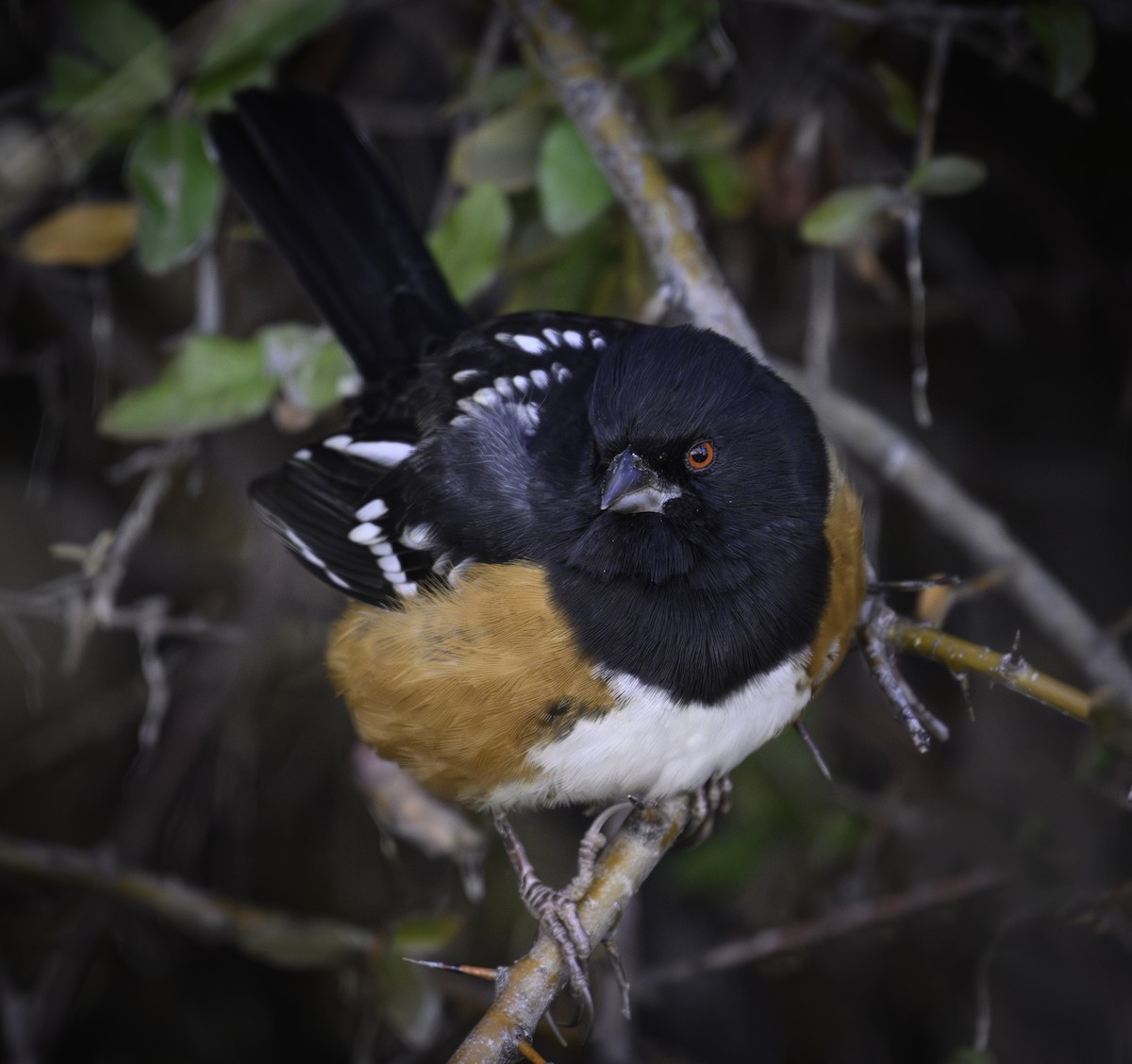 Spotted Towhee - ML613295611