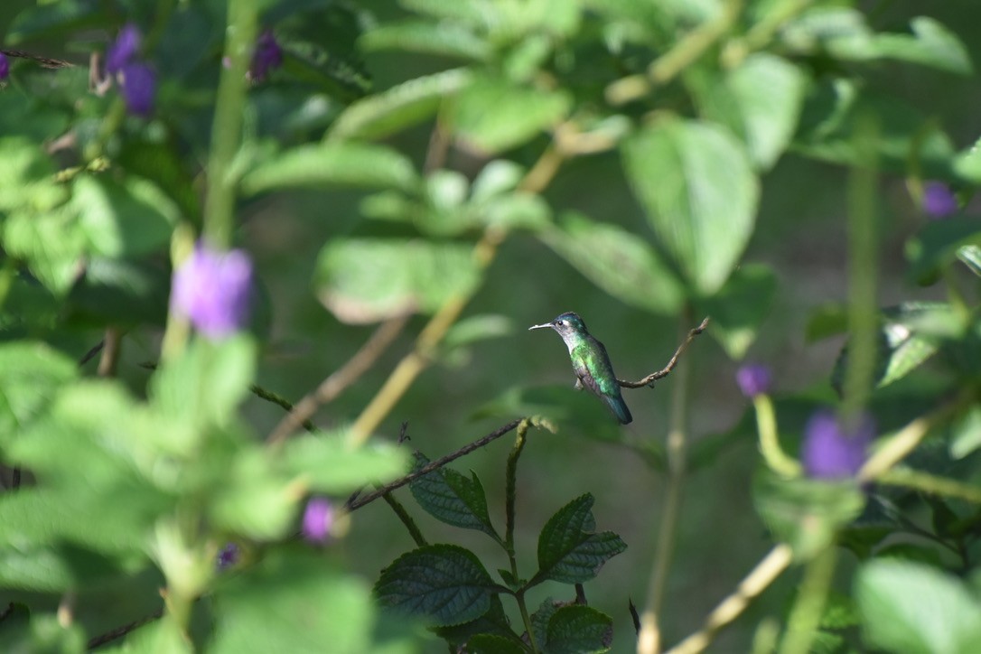 Violet-headed Hummingbird - ML613295613