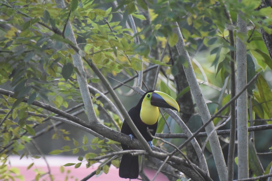 Yellow-throated Toucan - ML613295637