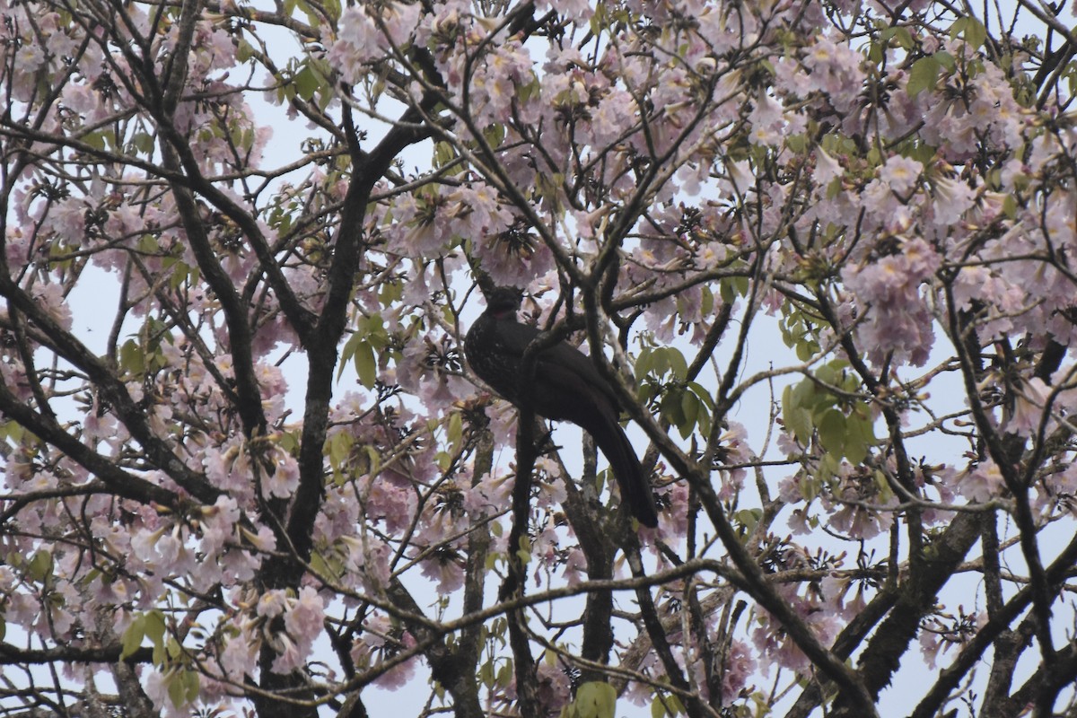 Crested Guan - ML613295656