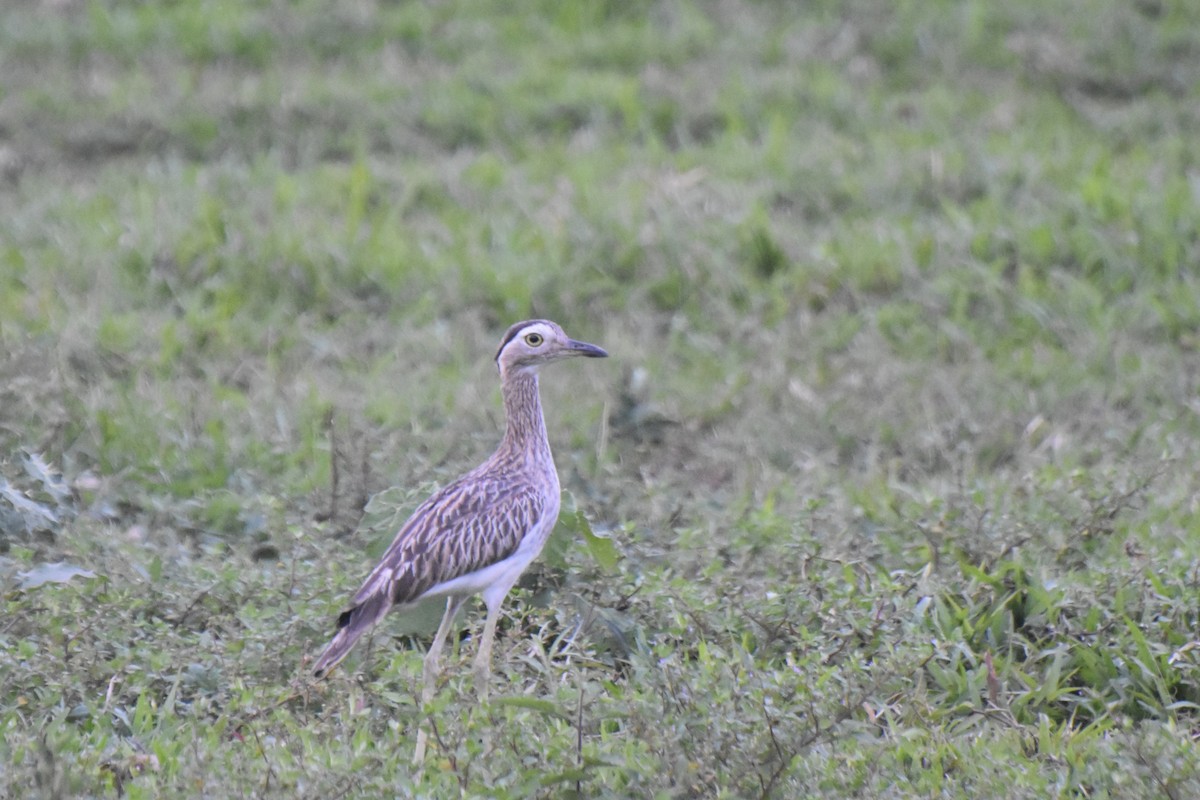 Double-striped Thick-knee - ML613295675