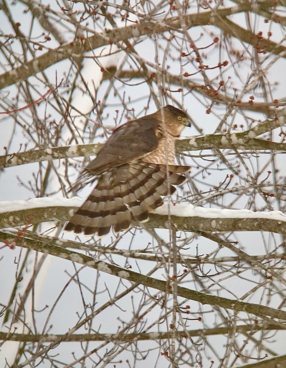 Cooper's Hawk - ML613295768