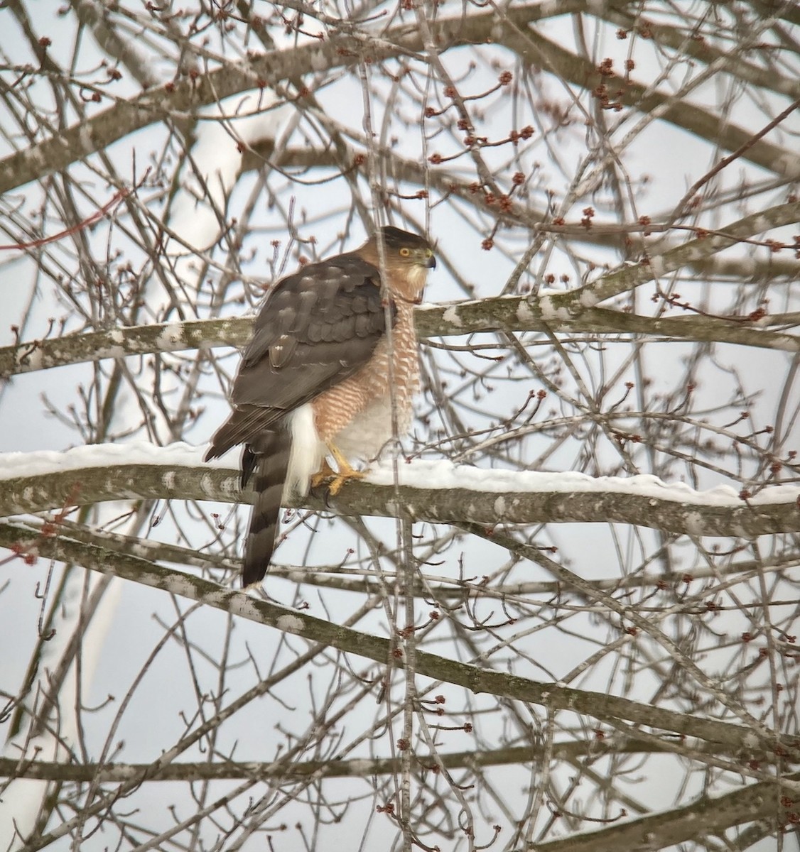 Cooper's Hawk - ML613295780