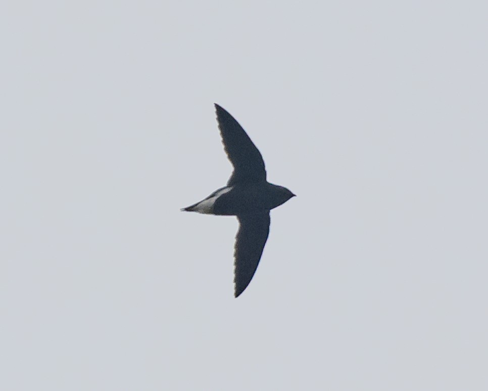 Brown-backed Needletail - ML613295796