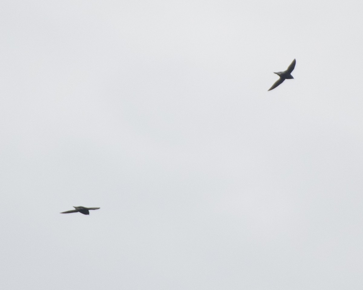 Brown-backed Needletail - ML613295798