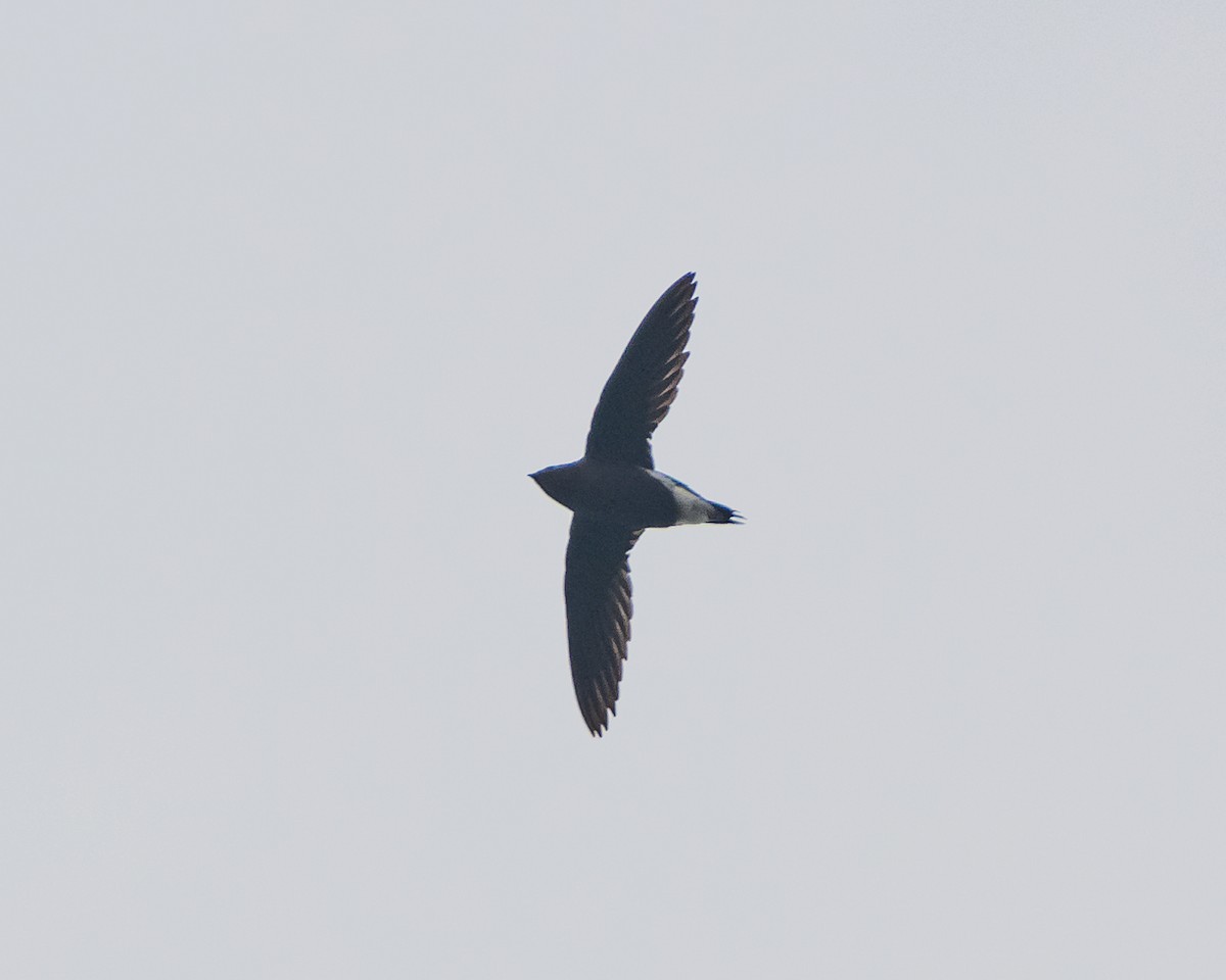 Brown-backed Needletail - ML613295799