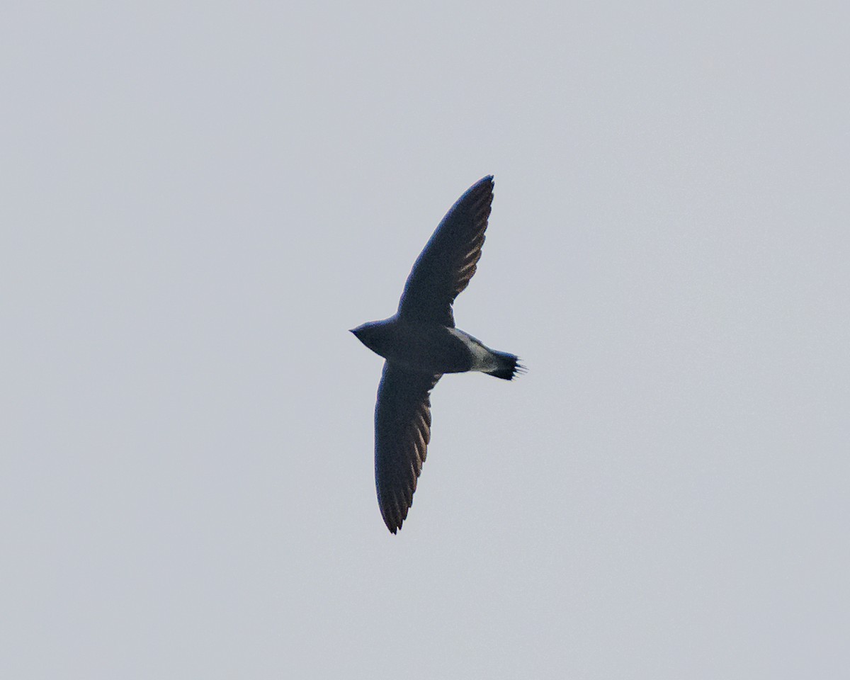 Brown-backed Needletail - ML613295800