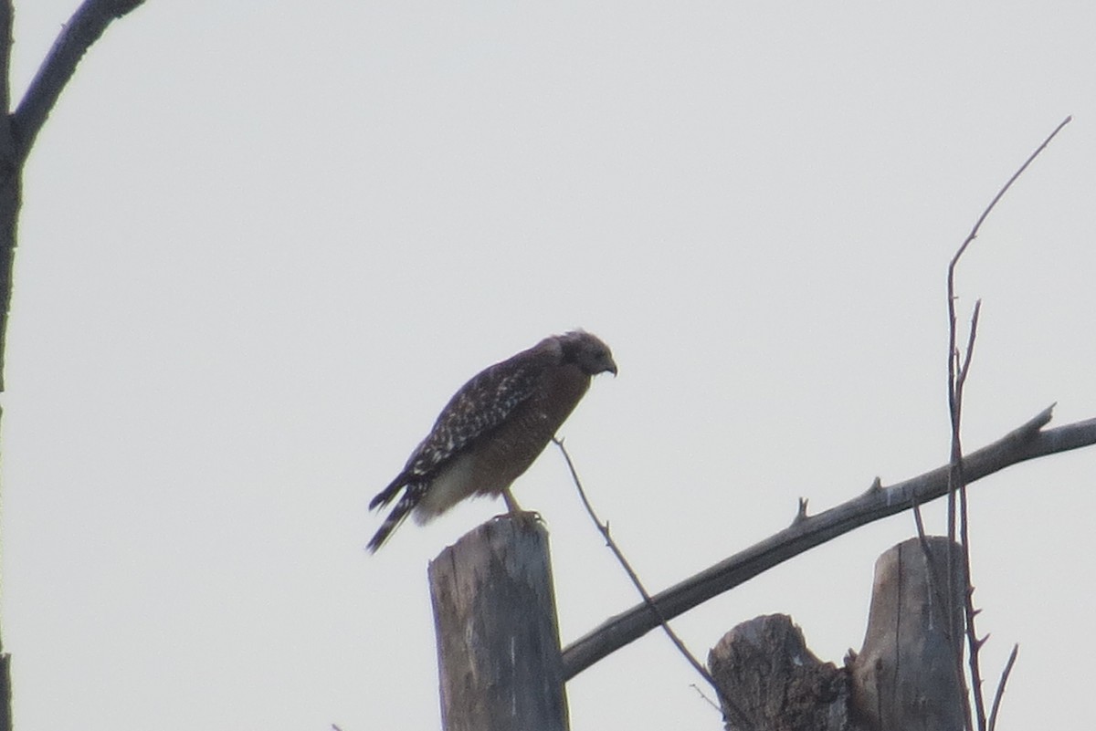 Red-shouldered Hawk - Bob Nieman