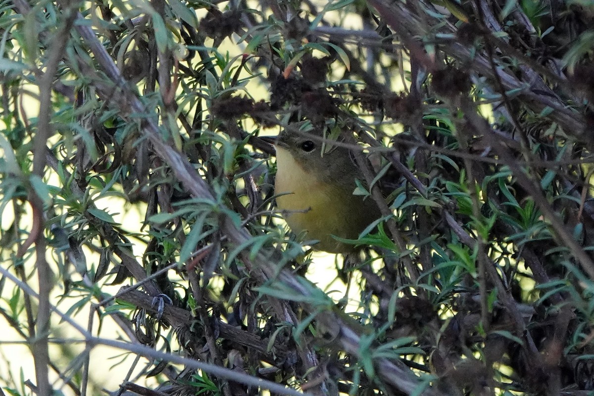 Common Yellowthroat - ML613295881