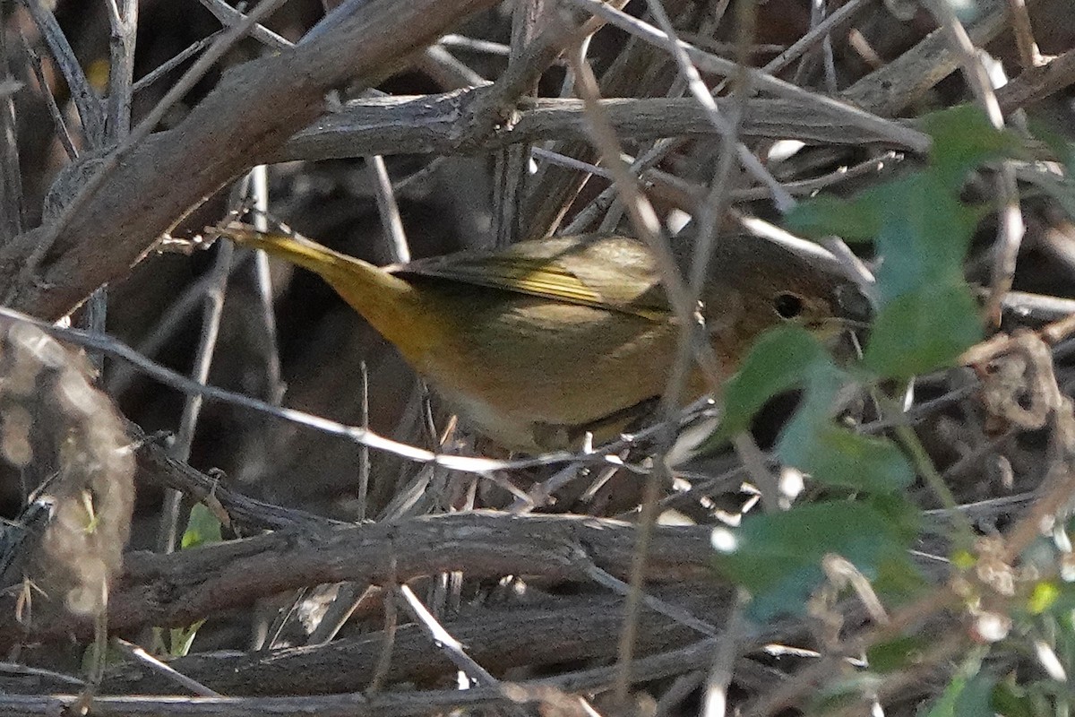 Common Yellowthroat - ML613295892