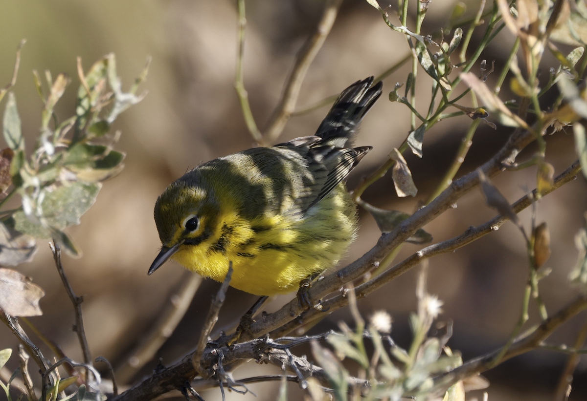 Prairie Warbler - ML613295965