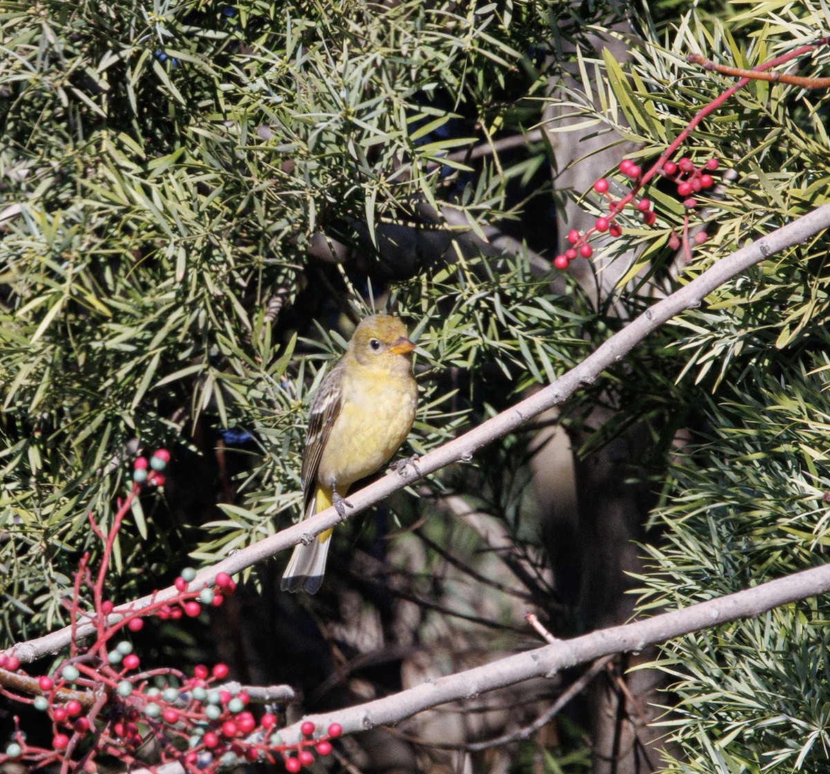 Western Tanager - ML613296141