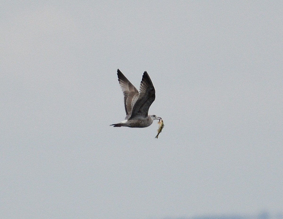 Gaviota Argéntea (americana) - ML613296157