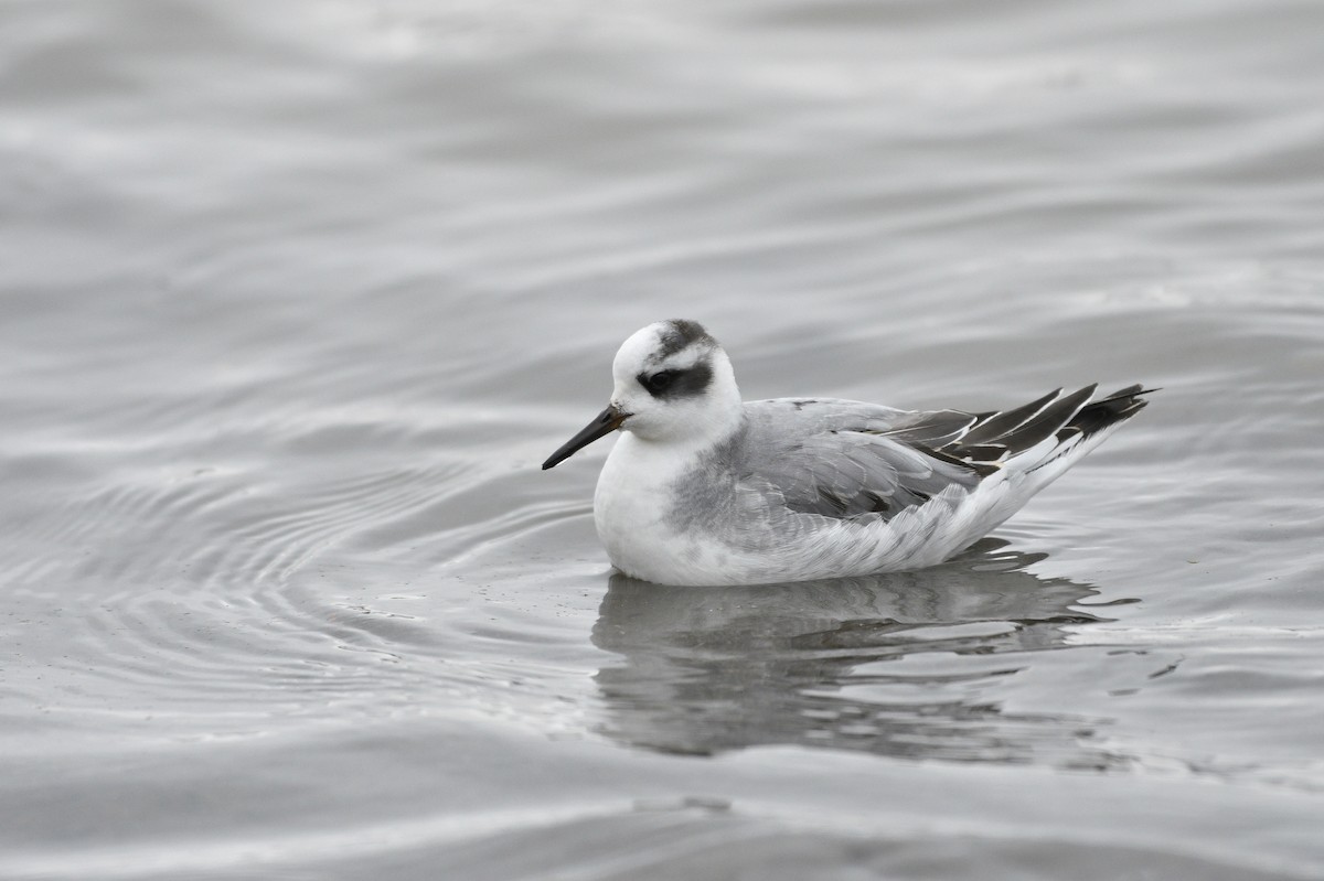 Phalarope à bec large - ML613296206