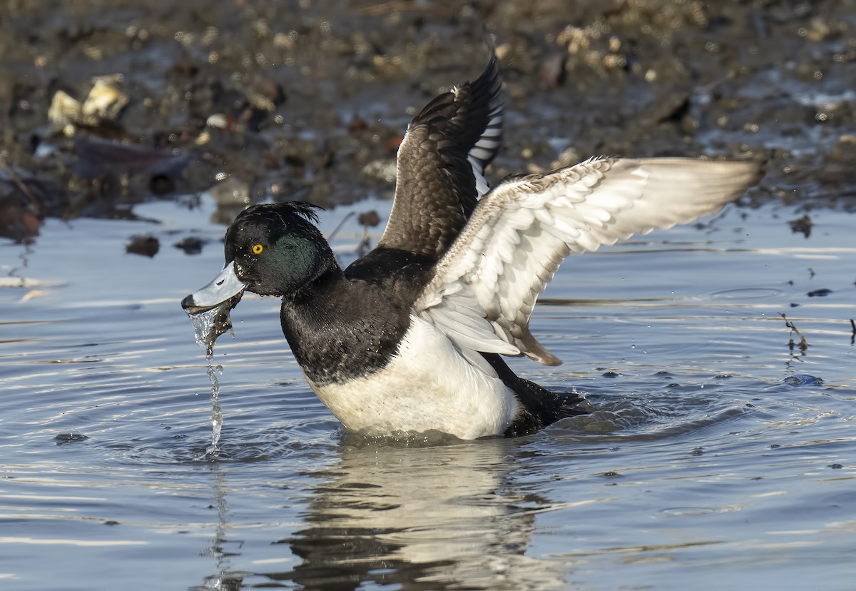 Tufted Duck - Gail  West