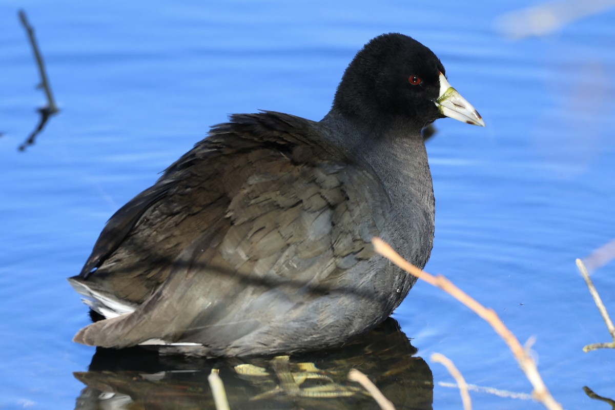 American Coot - Kirstin Shrode