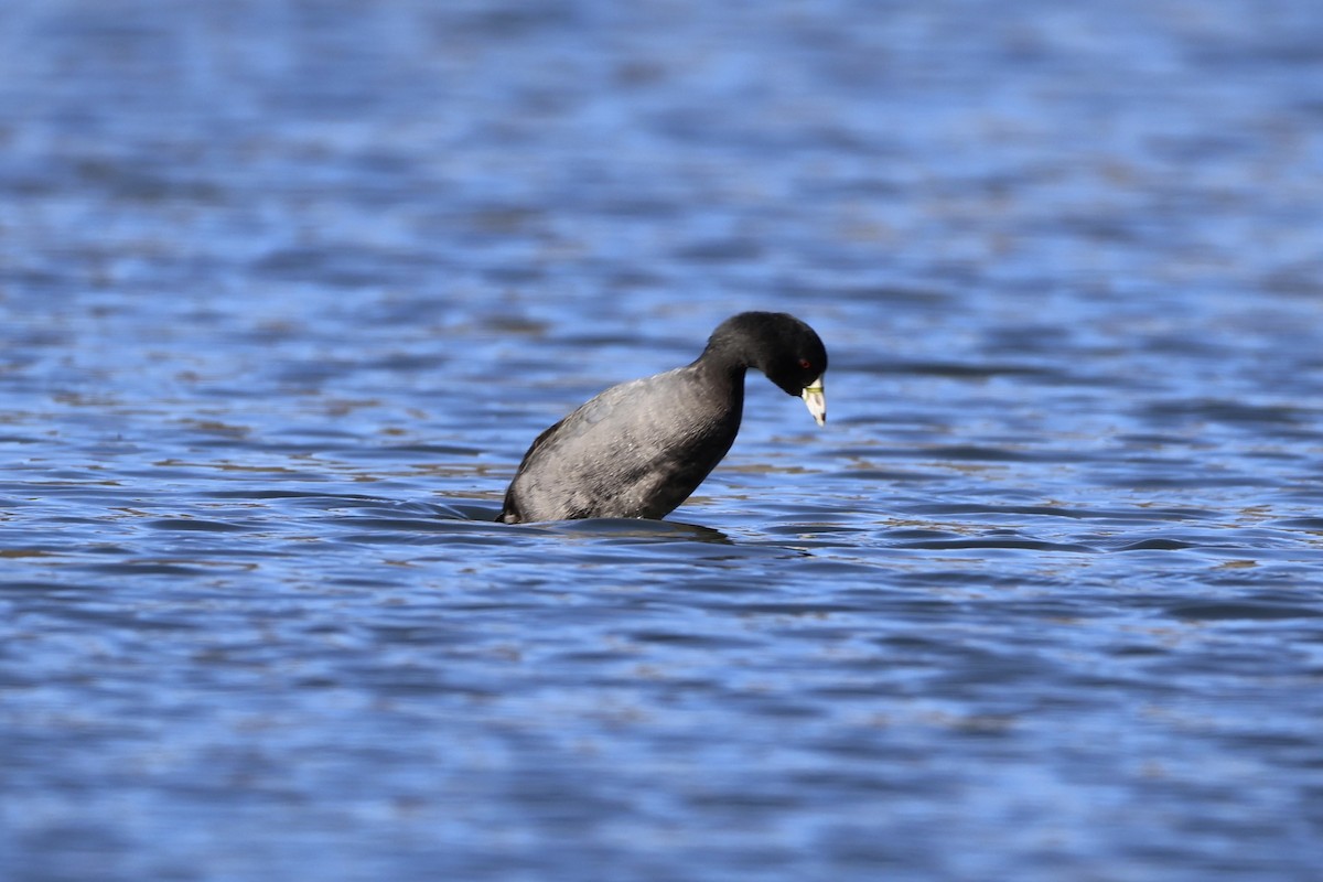 American Coot - ML613296298