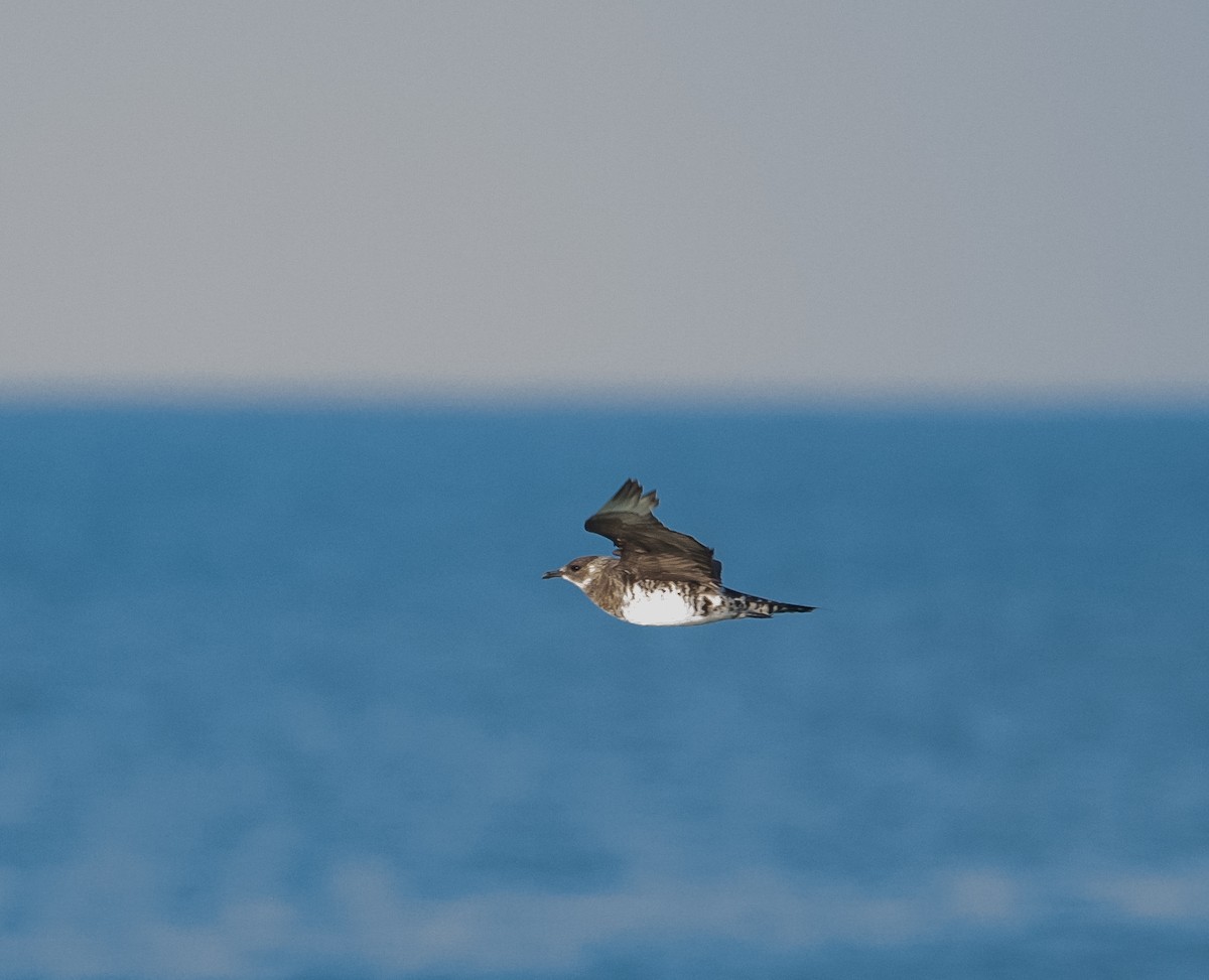 Pomarine Jaeger - Luis Garma