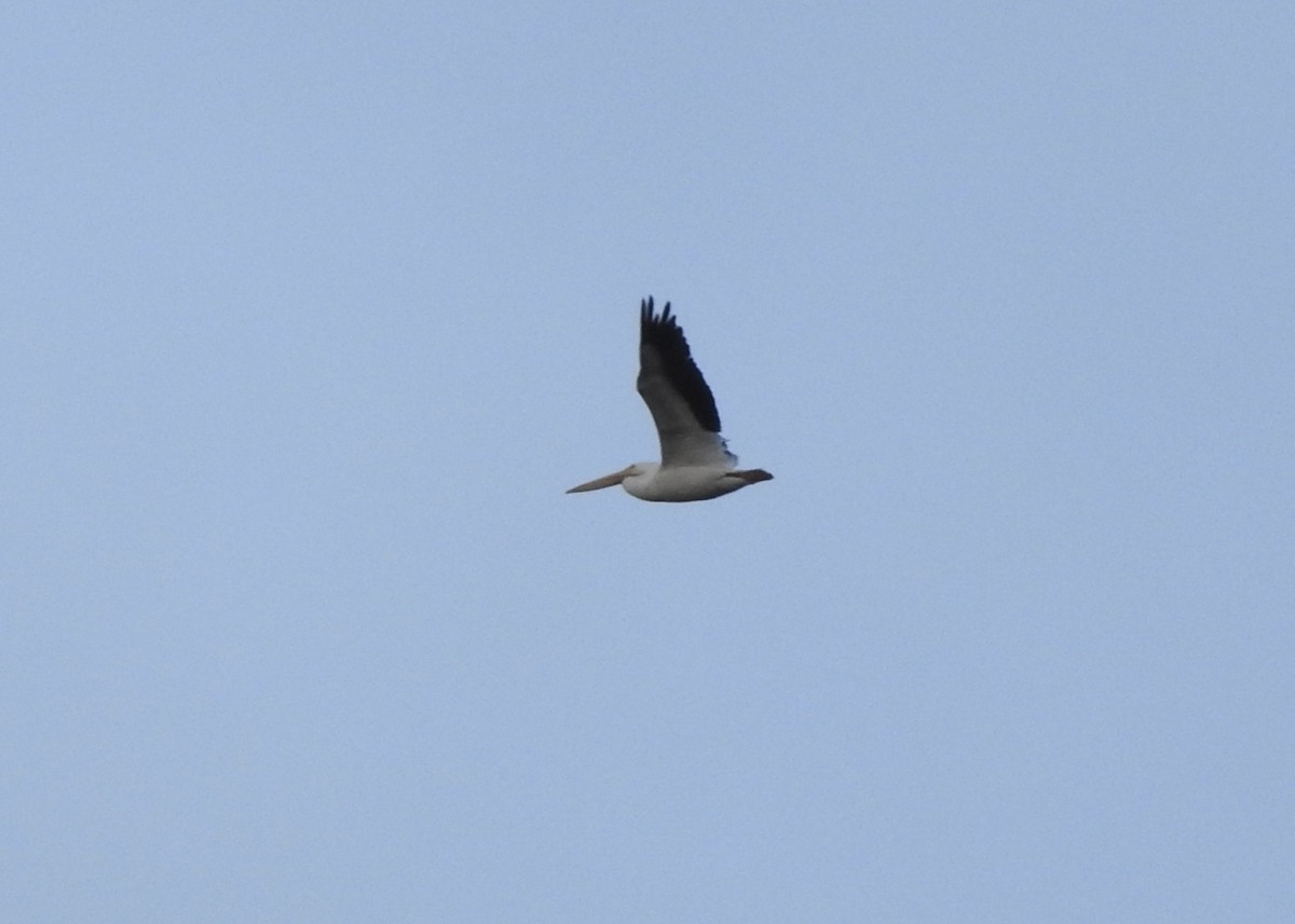 American White Pelican - ML613296469