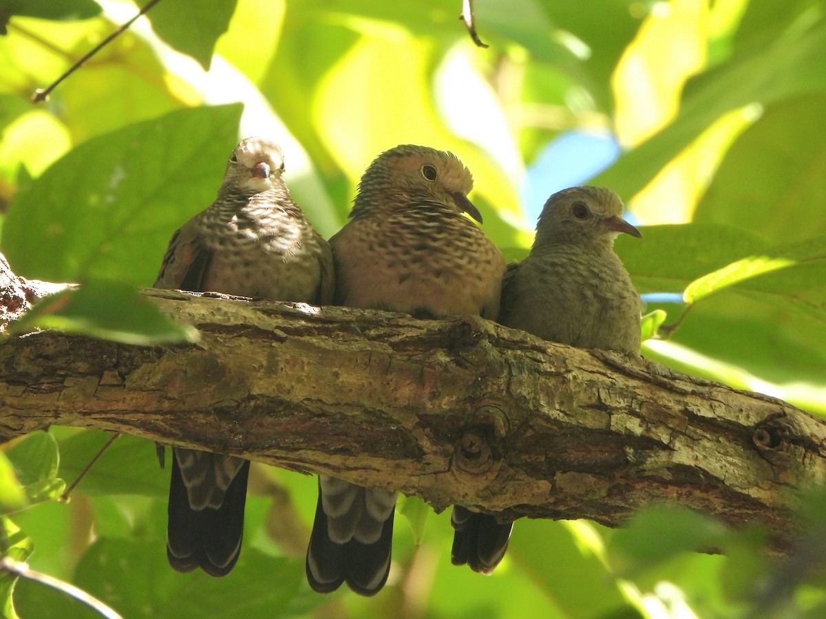 Common Ground Dove - ML613296525