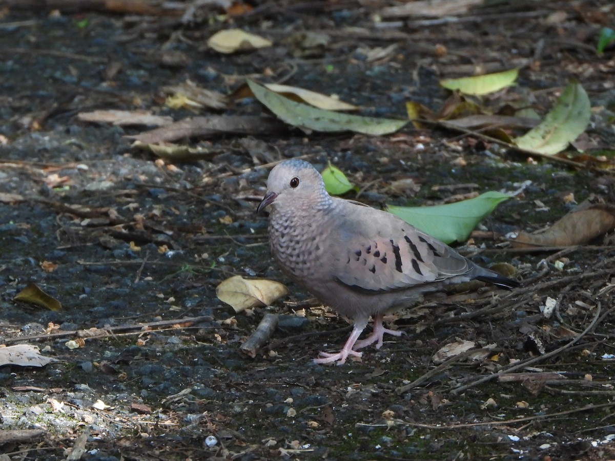 Common Ground Dove - ML613296526