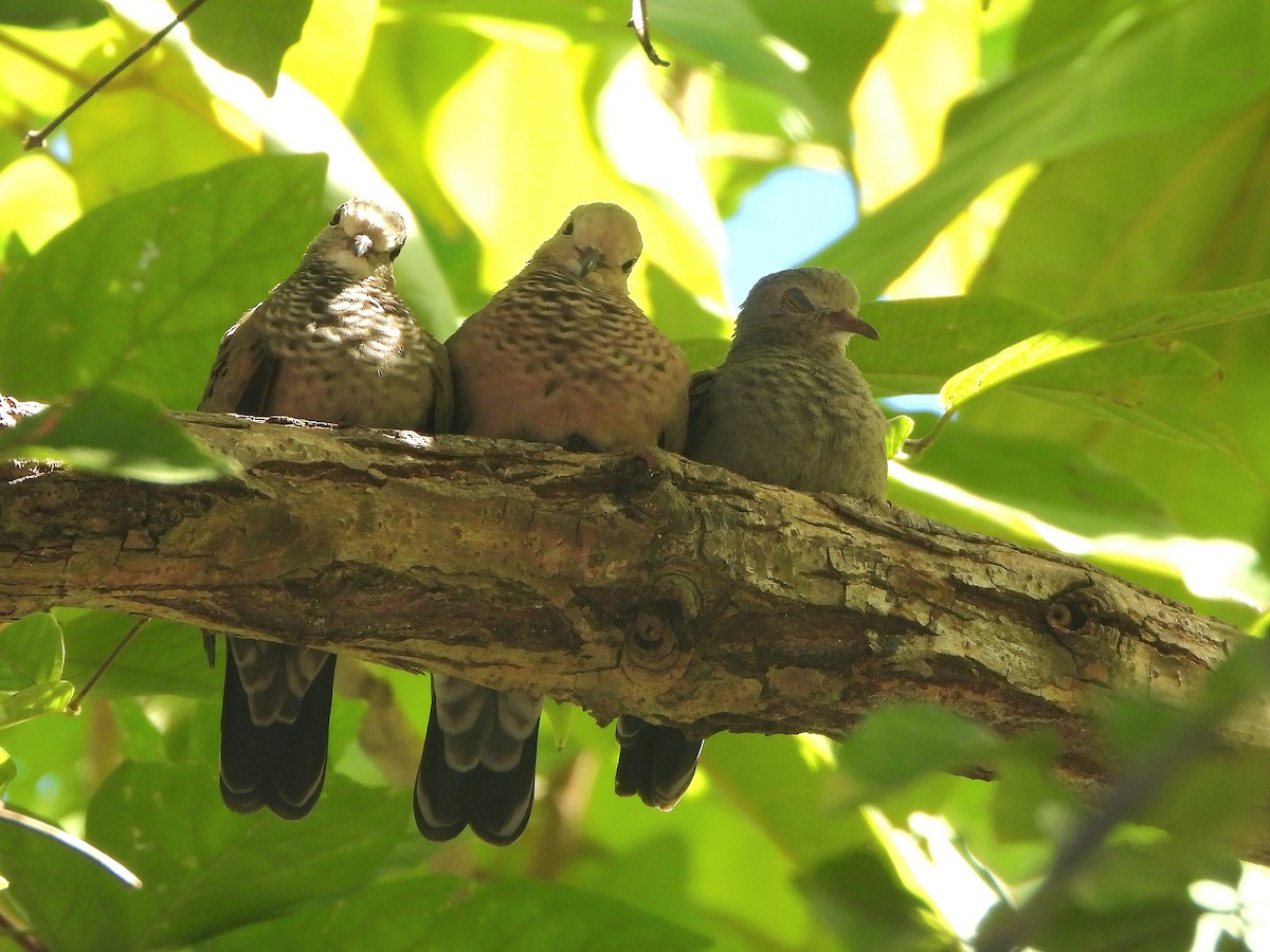 Common Ground Dove - ML613296528