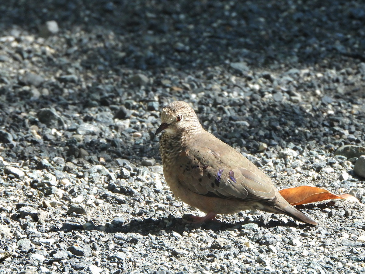 Common Ground Dove - ML613296529