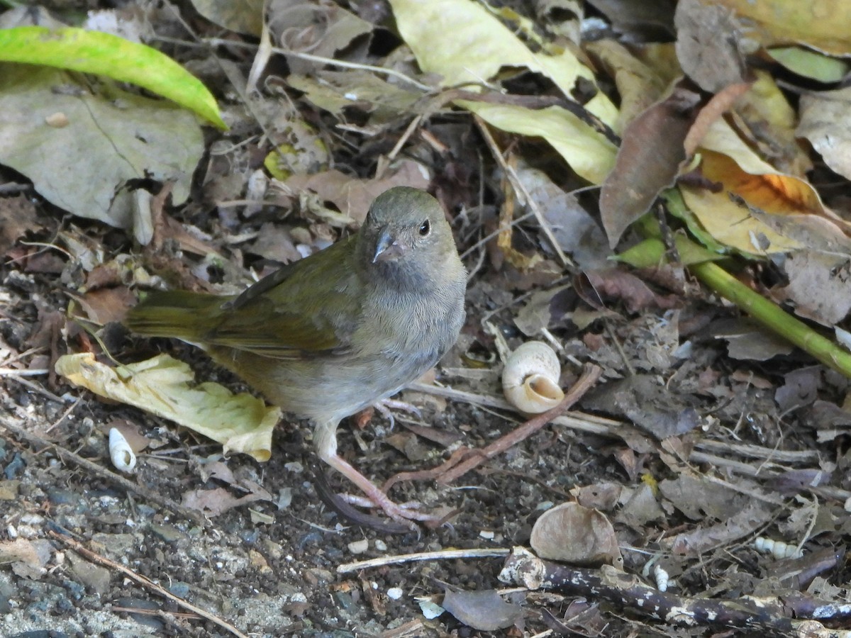Black-faced Grassquit - ML613296543