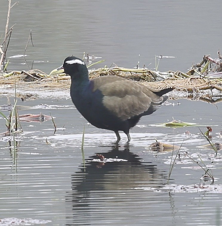 Bronze-winged Jacana - ML613296603