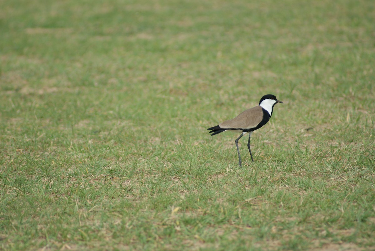 Spur-winged Lapwing - ML613296623