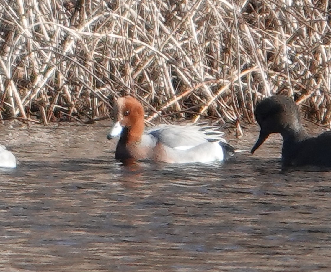 Eurasian Wigeon - ML613296685