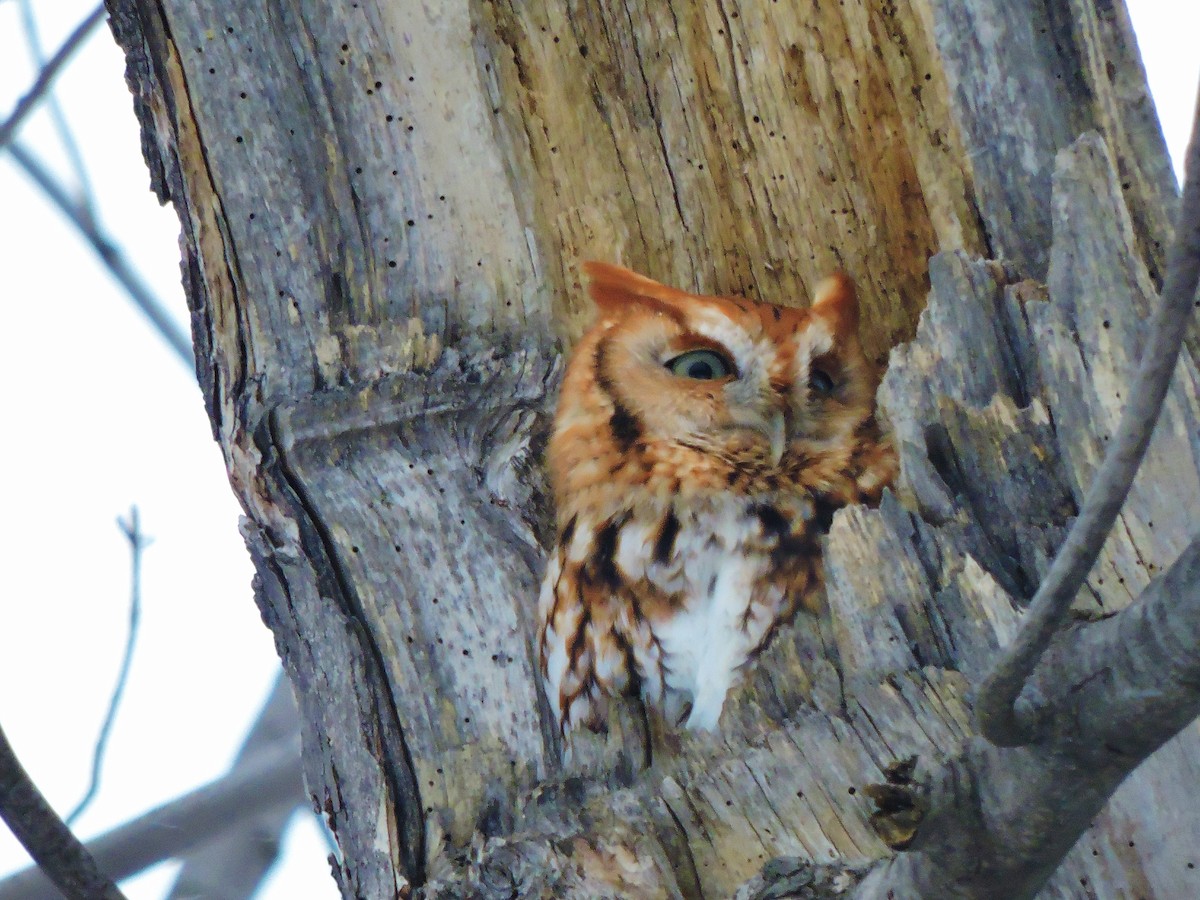 Eastern Screech-Owl - John Adams