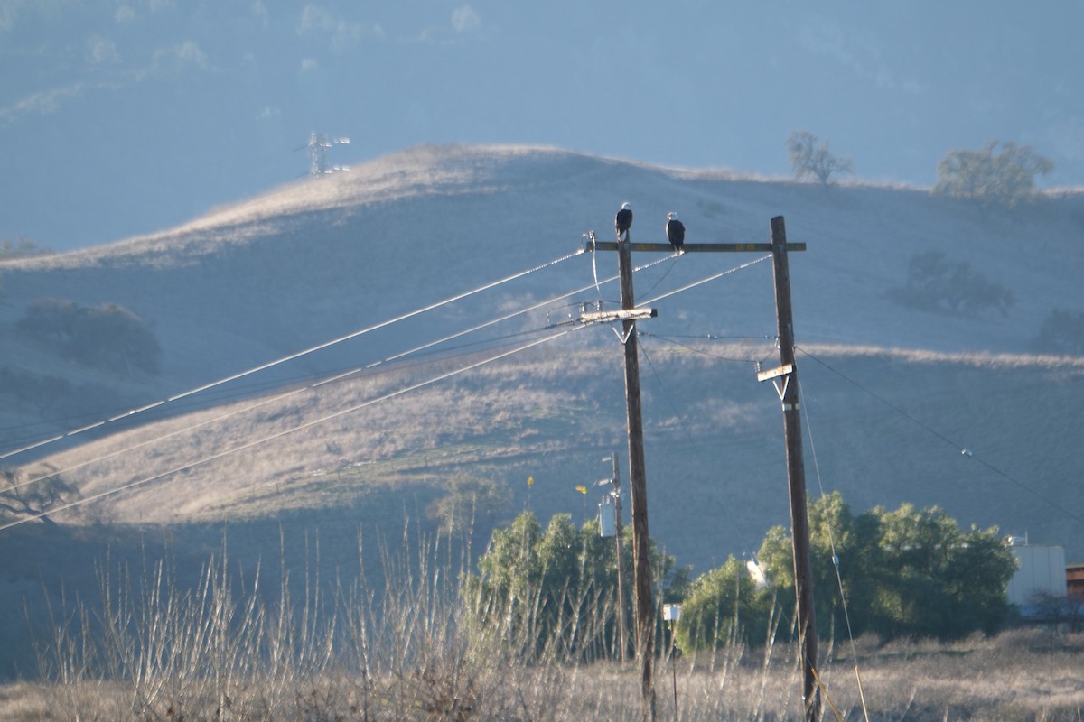 Bald Eagle - ML613296730