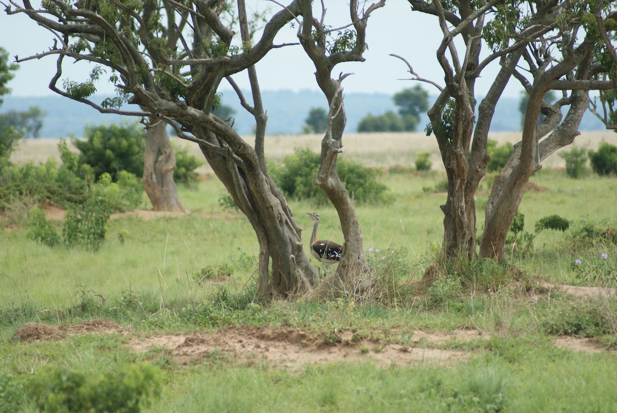 Denham's Bustard - ML613296811