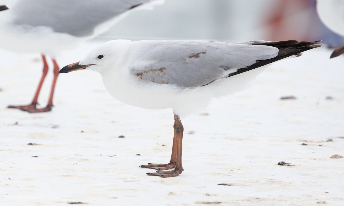 Silver Gull (Silver) - ML613296856