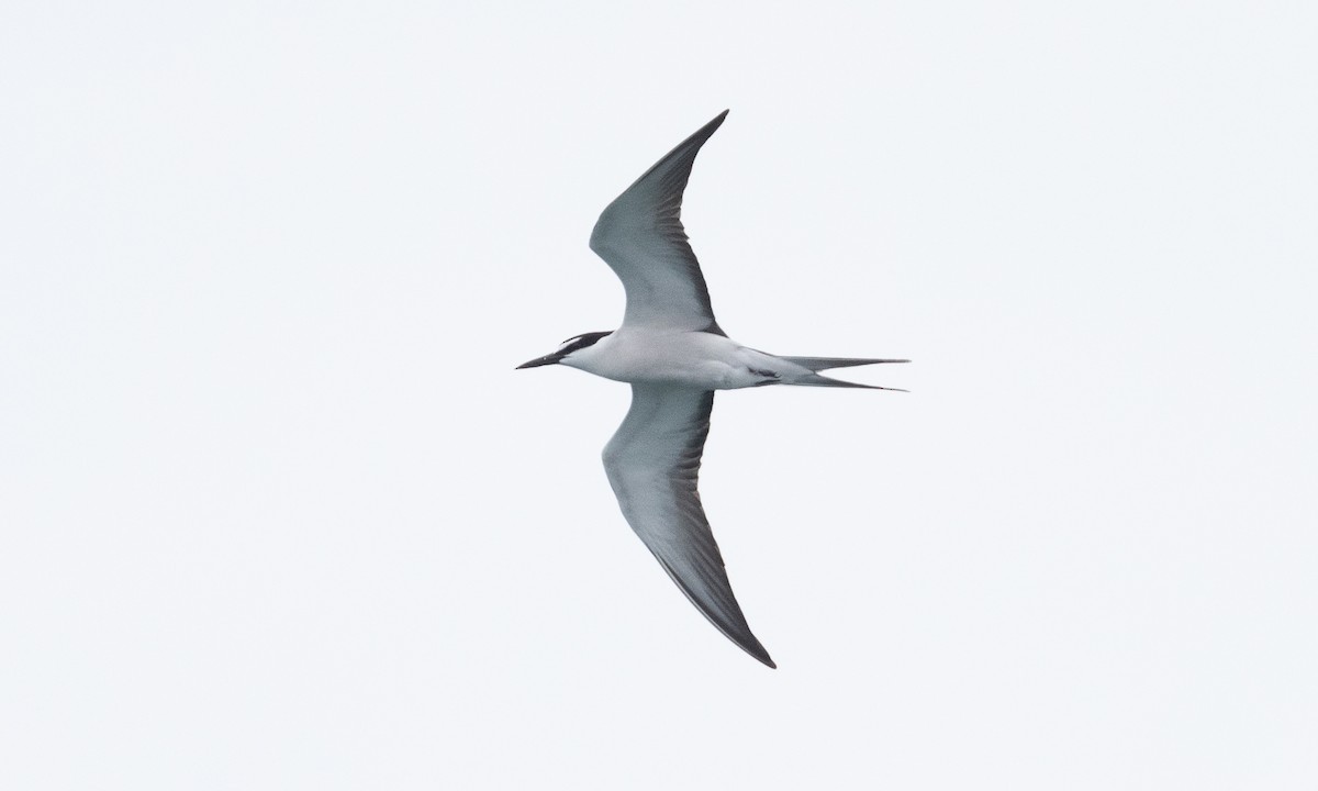 Bridled Tern - ML613296879