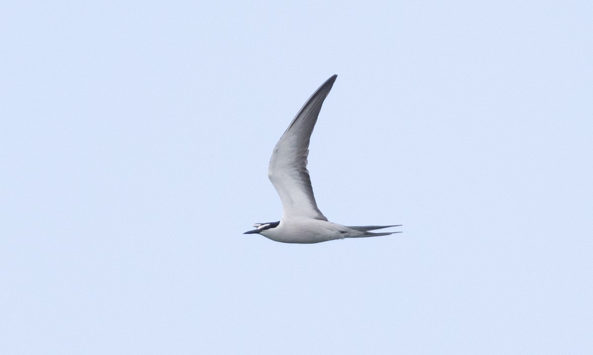 Bridled Tern - ML613296884