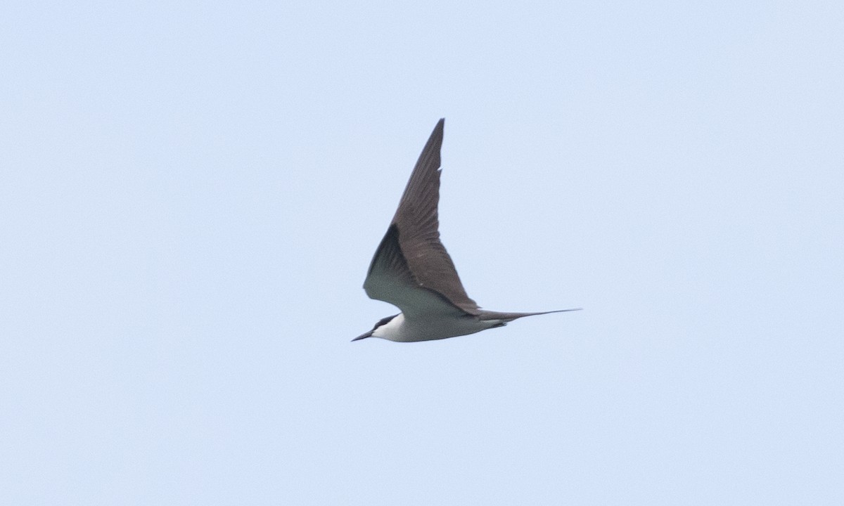 Bridled Tern - ML613296886