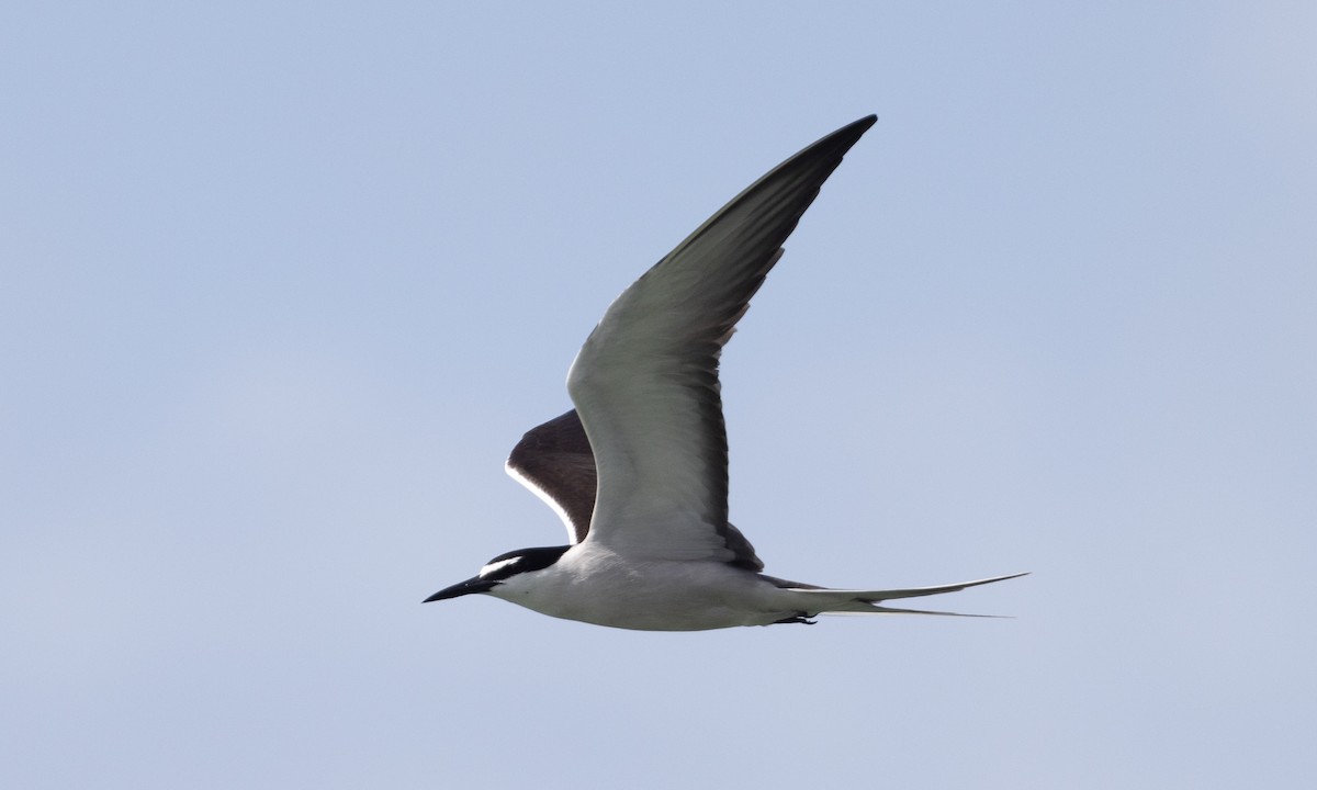 Bridled Tern - ML613296888