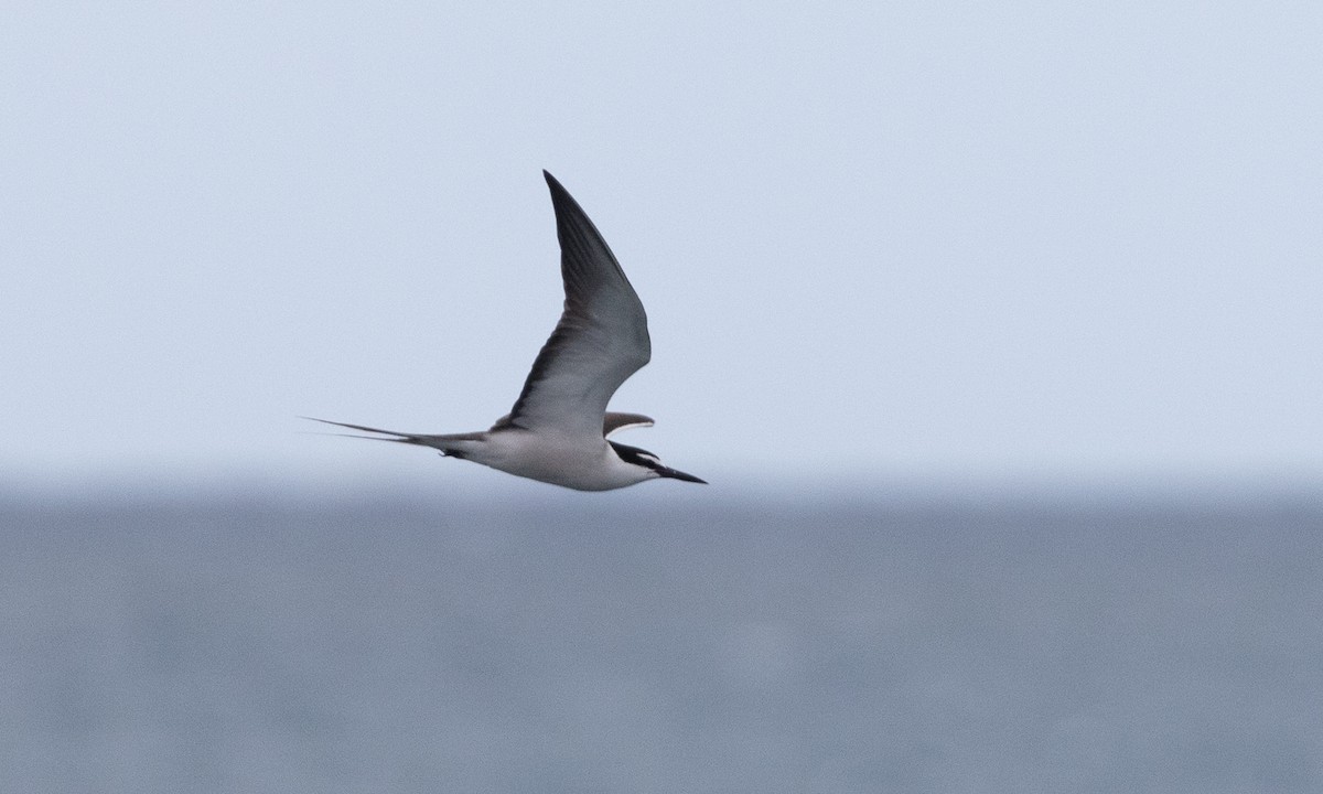 Bridled Tern - ML613296889