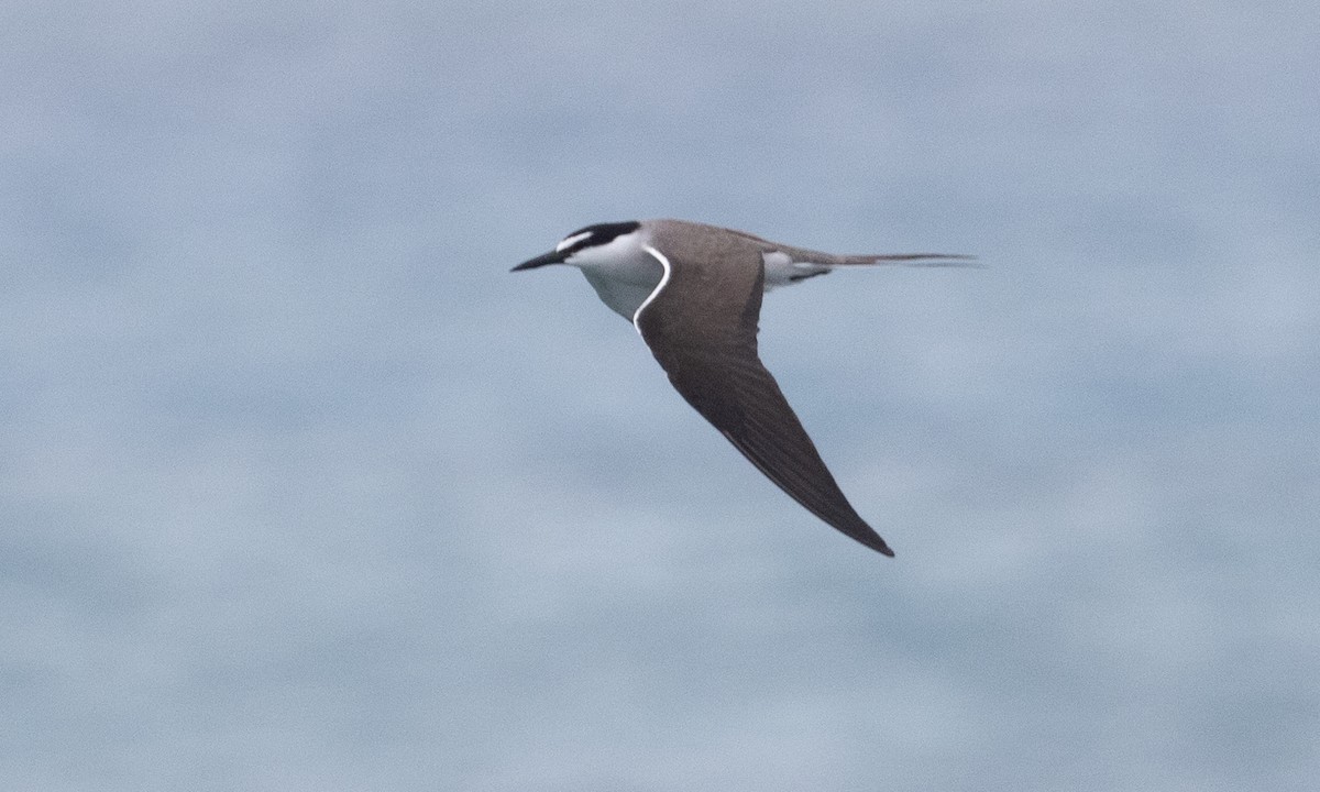 Bridled Tern - ML613296891