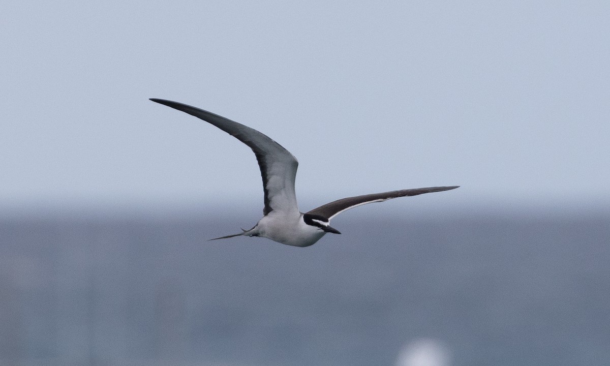 Bridled Tern - ML613296893