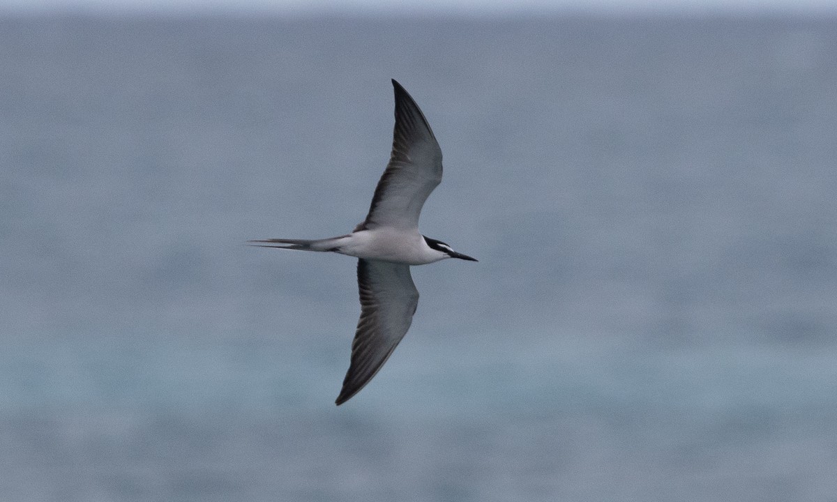 Bridled Tern - ML613296895