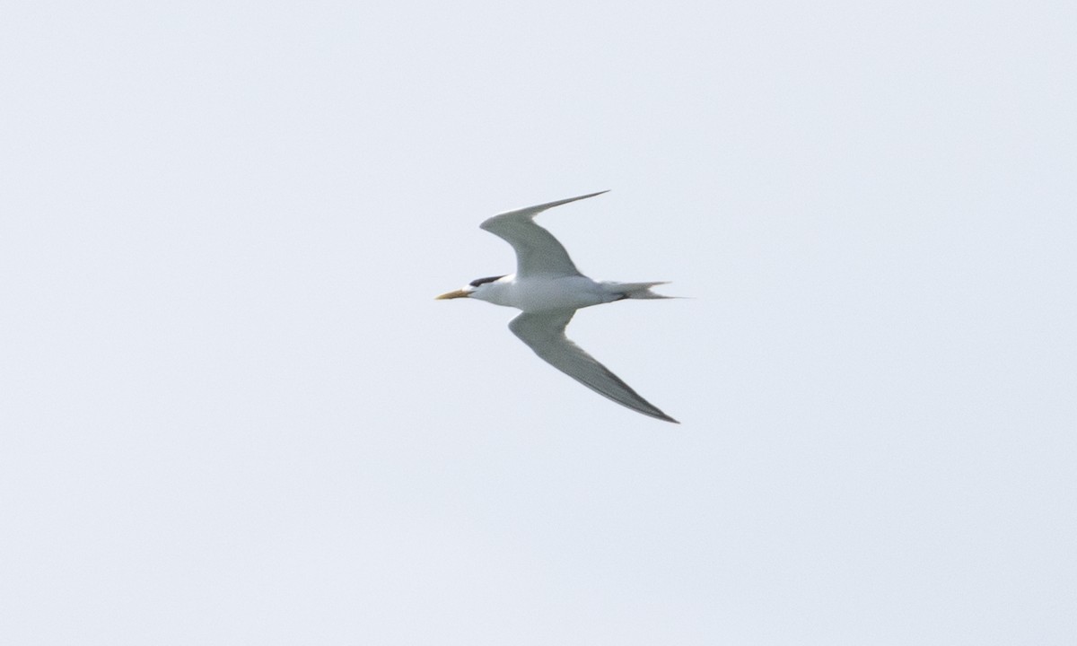 Great Crested Tern - ML613296931